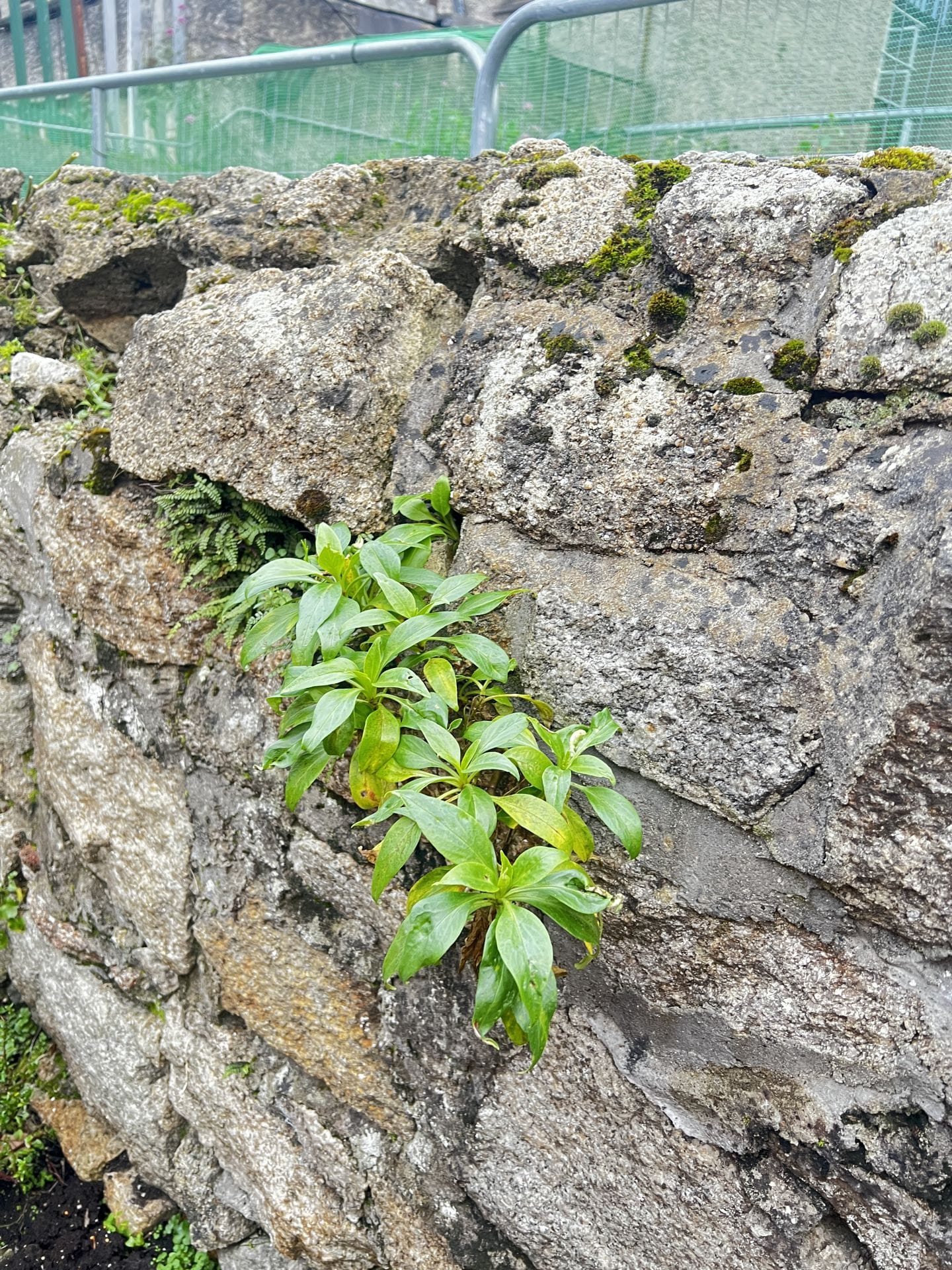 Vegetation growing in granite wall crevices Vegetation growing in granite wall crevices